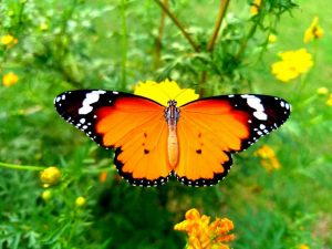 Con bướm đánh số mấy và có dự báo lành hay dữ cho người mơ?