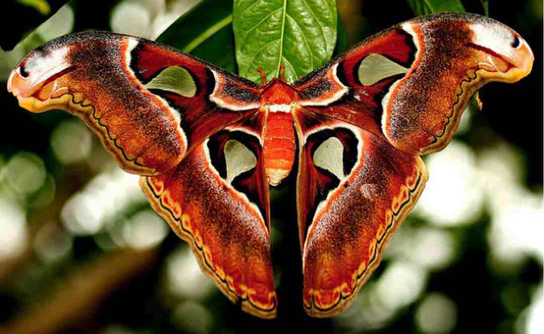 Mơ thấy con bướm khổng lồ với nhiều hoa văn kỳ lạ đánh ngay 38 - 84